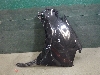 HYUNDAI STARIA     66311CG050 2023. .1383963